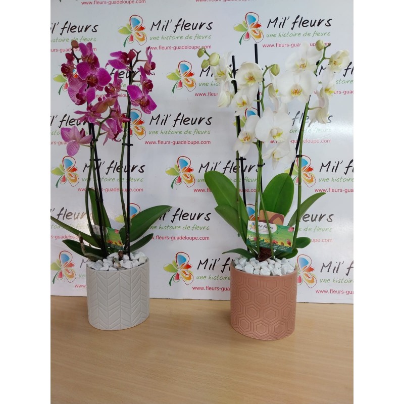 Orchidées phaleonopsis Orchidées phaleonopsis